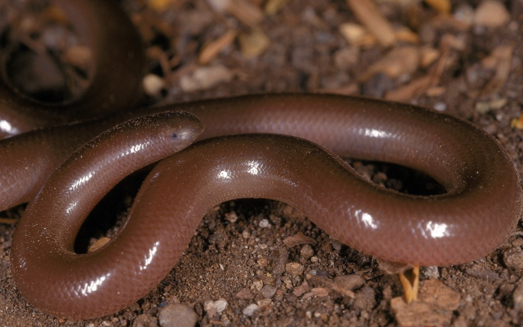 Beaked Worm Snake